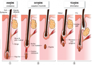 cycle de vie du cheveux